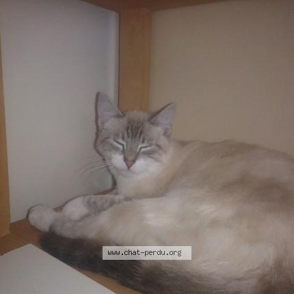 Photo 1/1 CHARLY Chat lost in Villepreux