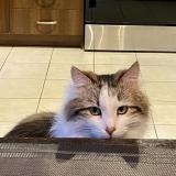 Picture of cat lost at Brossard