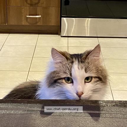 Photo 1/1 Cat reunited Lost in Brossard