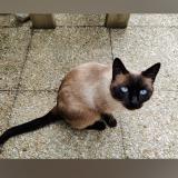 Picture of cat lost at Hericy