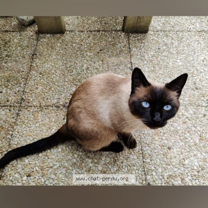 Photo 1/1 Mocca Chat lost in Hericy