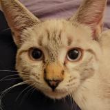 Picture of cat lost at Venissieux