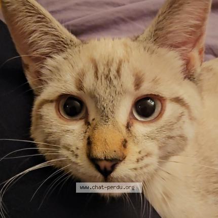 Photo 1/1 Cat reunited Lost in Venissieux