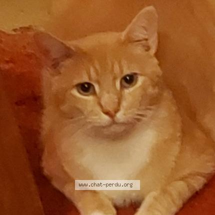 Foto 1/1 Kat teruggevonden Vermist in Clabecq