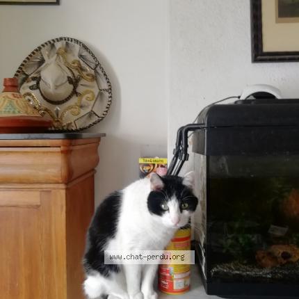 Photo 1/1 Léo Chat lost in Bruxelles