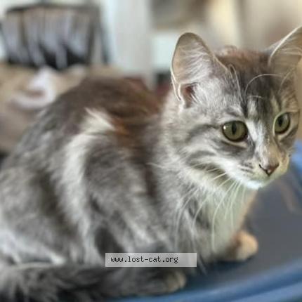 Photo 4/4 Nyx Chat lost in Saskatoon