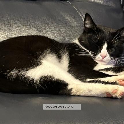 Photo 1/1 Reunited cat Lost in Lilburn