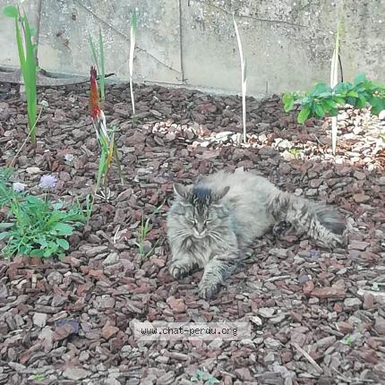 Foto 1/1 Kat teruggevonden Vermist in Courcelles Y
