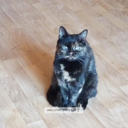 Foto van vermiste kat in Braine Le Comte