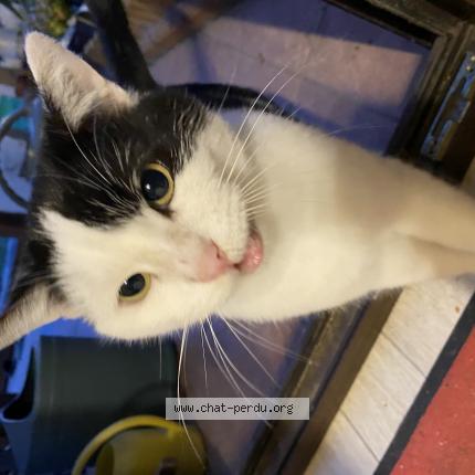 Photo 1/2 Found cat Found in Valenciennes