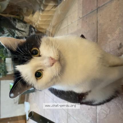 Photo 2/2 Found cat Found in Valenciennes