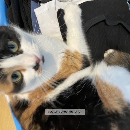 Foto van vermiste kat in Brussels
