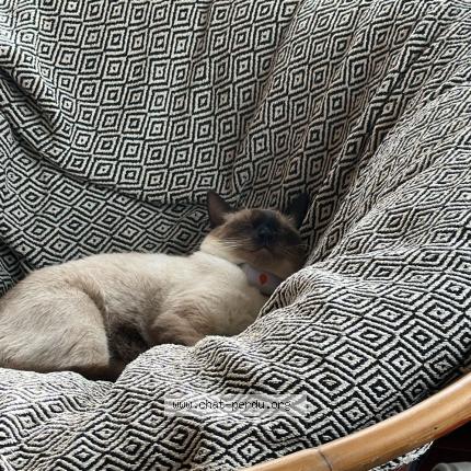 Foto 1/1 Kat teruggevonden Vermist in Bruxelles