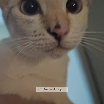 Photo 1/1 Cat reunited Lost in Singapore