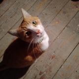 Picture of cat found at Ales 30100