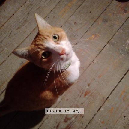 Photo 1/1 Cat reunited Found in Ales 30100