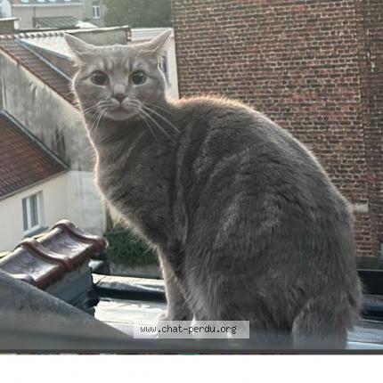 Foto 1/1 Kat teruggevonden Vermist in Etherbeek