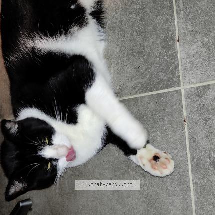 Foto van vermiste kat in Elsenborn