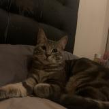 Picture of cat lost at Le Blanc Mesnil