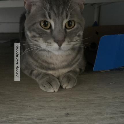 Photo 2/3 Sonny Chat lost in Le blanc mesnil