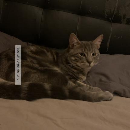 Photo 3/3 Sonny Chat lost in Le blanc mesnil