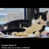 Picture of cat lost at Arnage