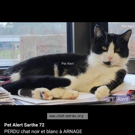 Photo 1/1 Orion Chat lost in Arnage