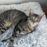 Picture of cat lost at Epieds En Beauce