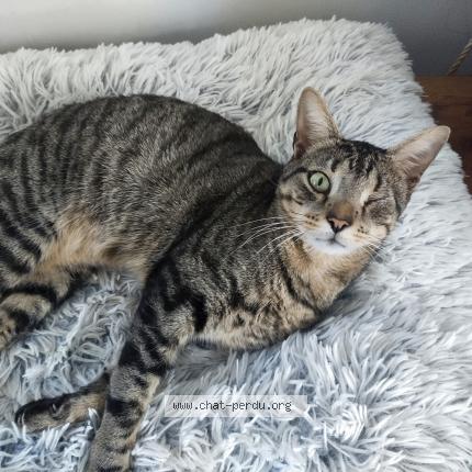 Photo 1/1 Cat reunited Lost in Epieds en beauce