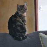 Picture of cat lost at Vinantes