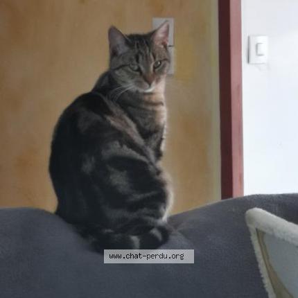 Photo 1/2 Rebelle Chat lost in Vinantes