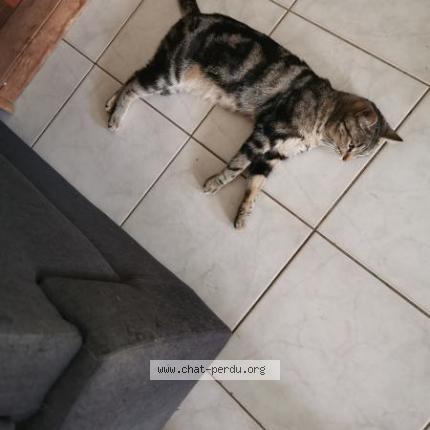 Photo 2/2 Rebelle Chat lost in Vinantes