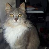 Picture of cat lost at La Plaine Sur Mer