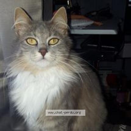 Photo 1/1 Poopie Beboo Chat lost in La plaine sur mer