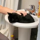 Picture of cat lost at Montreal