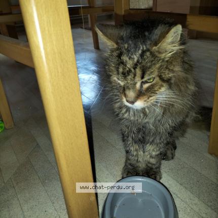 Foto 1/1 Kat teruggevonden Gevonden in Braine L Alleud