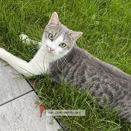 Photo 1/1 Noël ou Nono Chat lost in Cessieu