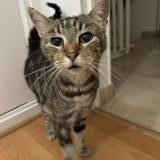 Picture of cat lost at Montfermeil