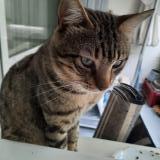 Picture of cat lost at Drancy