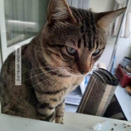 Photo 1/1 Clawrence ou clacla Chat lost in Drancy