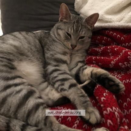 Foto 1/1 Kat teruggevonden Vermist in Molenbeek