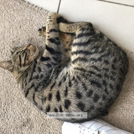 Foto 1/1 Kat teruggevonden Vermist in Verviers