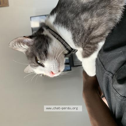 Foto 1/1 Kat teruggevonden Vermist in Seraing