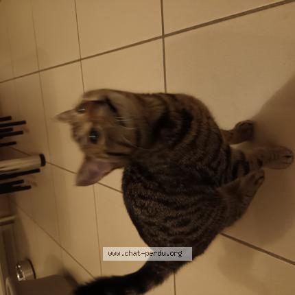 Foto 1/1 Kat teruggevonden Gevonden in Braine Le Comte