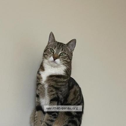 Foto 1/1 Kat teruggevonden Vermist in Laeken