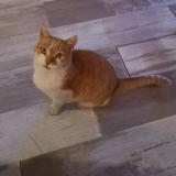 Picture of cat lost at Roquevaire