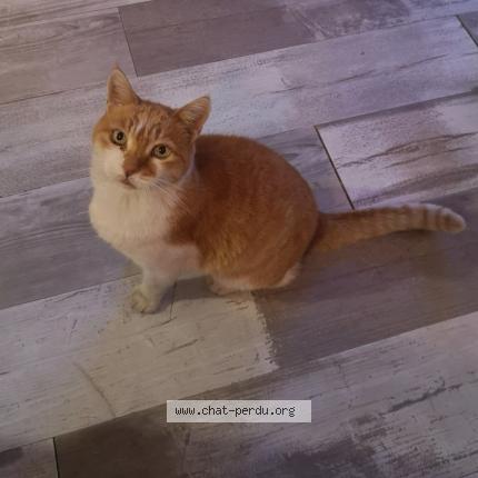 Photo 1/1 Moskito Chat lost in Roquevaire