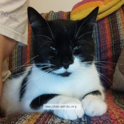 Foto 1/1 Kat teruggevonden Vermist in Anderlecht