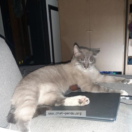 Photo 1/1 Cat reunited Lost in Liege