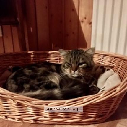 Foto einer verlorenen Katze in Ste Croix